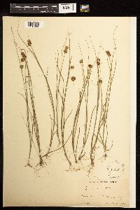 Thumbnail image of current specimen