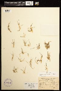 Juncus pelocarpus image