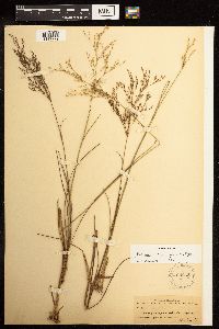 Juncus pelocarpus image