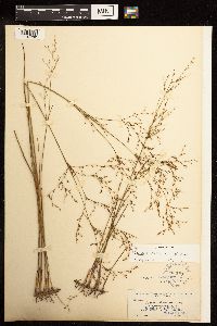 Juncus pelocarpus image