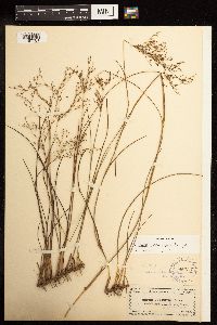 Juncus pelocarpus image