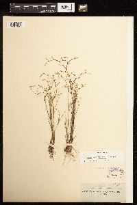 Juncus pelocarpus image