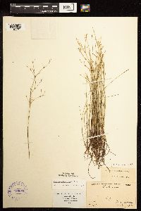 Juncus pelocarpus image