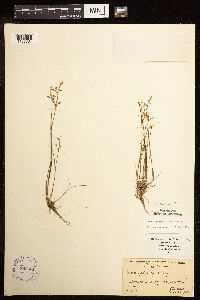 Juncus pelocarpus image