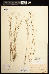 Juncus pelocarpus image