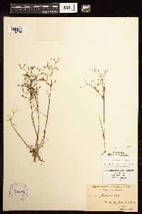 Juncus pelocarpus image