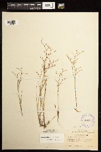 Juncus pelocarpus image