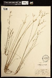 Juncus pelocarpus image