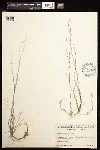 Juncus pelocarpus image