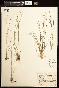 Juncus pelocarpus image