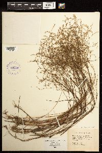 Juncus pelocarpus image