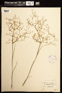 Juncus pelocarpus image