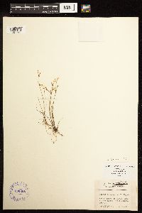 Juncus pelocarpus image