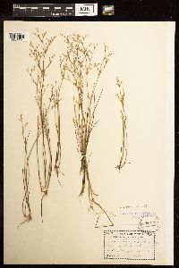 Juncus pelocarpus image