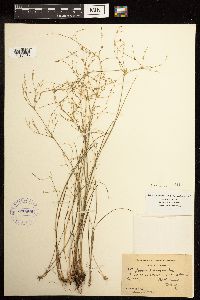 Juncus pelocarpus image