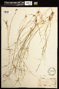 Juncus pelocarpus image