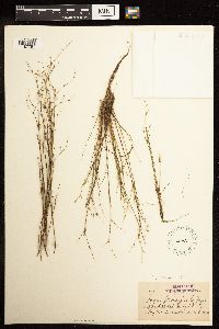 Juncus pelocarpus image