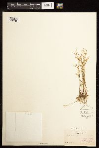 Juncus pelocarpus image