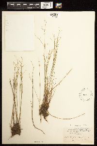 Juncus pelocarpus image