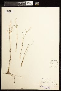 Juncus pelocarpus image