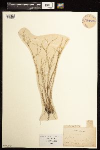 Juncus pelocarpus image