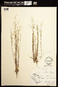 Juncus pelocarpus image