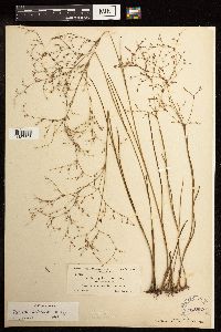 Juncus pelocarpus image