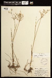 Juncus pelocarpus image