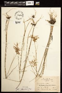 Juncus pelocarpus image
