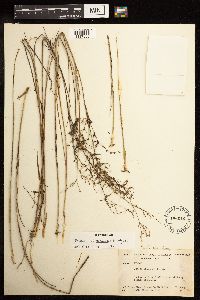 Juncus pelocarpus image