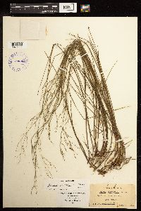 Juncus pelocarpus image