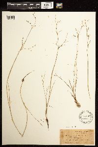 Juncus pelocarpus image