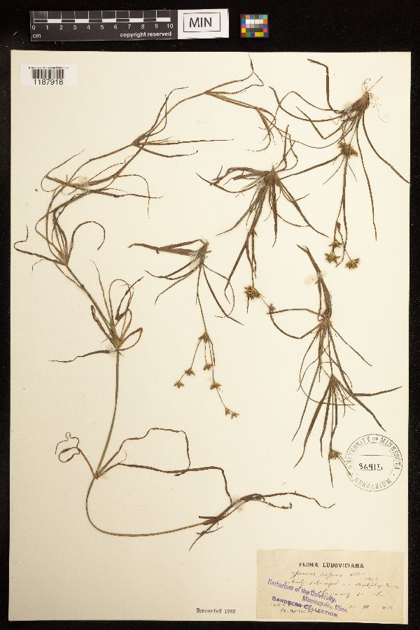 Juncaceae image