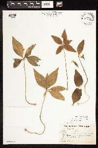 Lysimachia borealis image