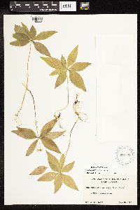 Lysimachia borealis image