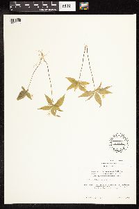 Lysimachia borealis image