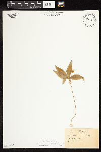 Lysimachia borealis image