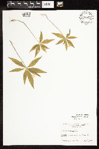 Lysimachia borealis image