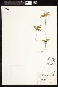 Lysimachia borealis image