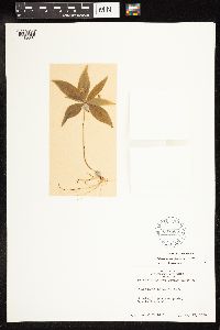 Lysimachia borealis image