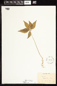 thumbnail image of current specimen