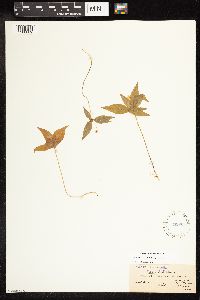 Lysimachia borealis image
