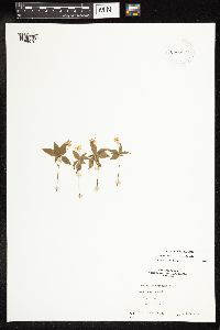 Lysimachia borealis image