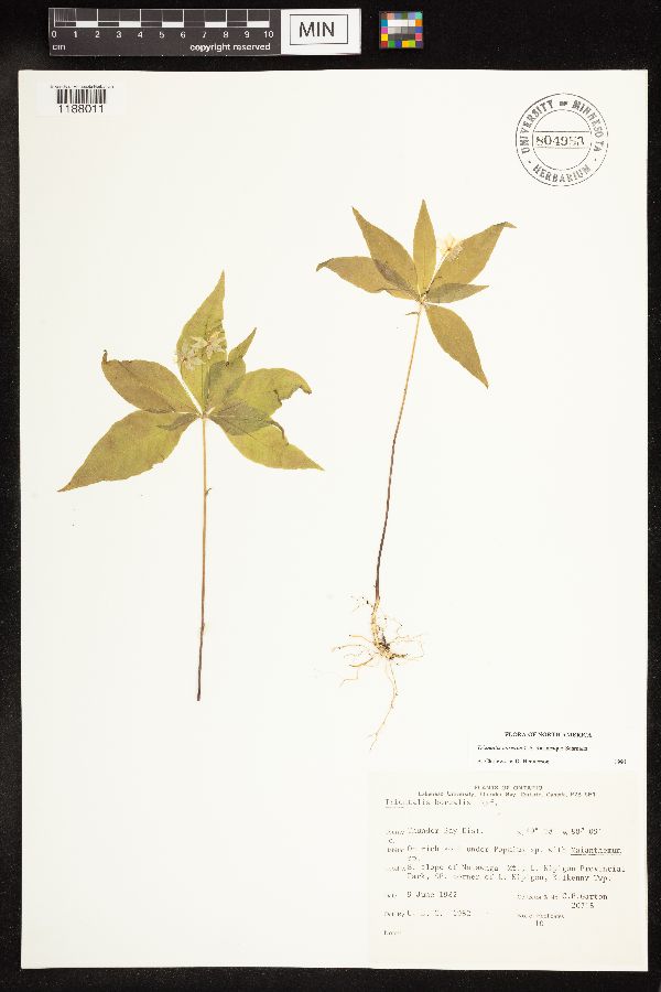 Lysimachia borealis image