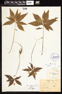 Lysimachia borealis image