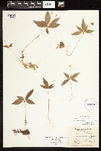 Lysimachia borealis image