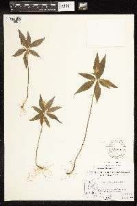Lysimachia borealis image