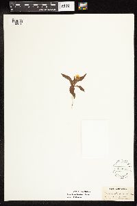 Lysimachia borealis image