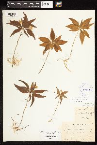 Thumbnail image of current specimen