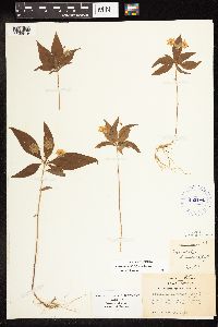 Lysimachia borealis image